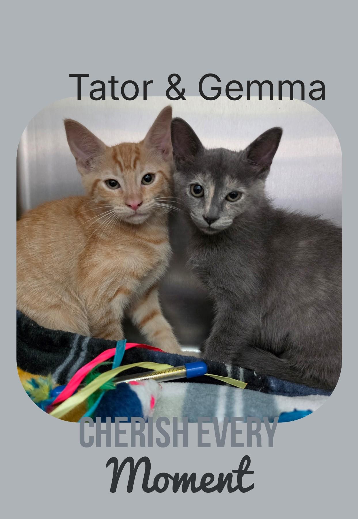 Tator & Gemma, ADOPTABLE, Young Male Domestic Short Hair.