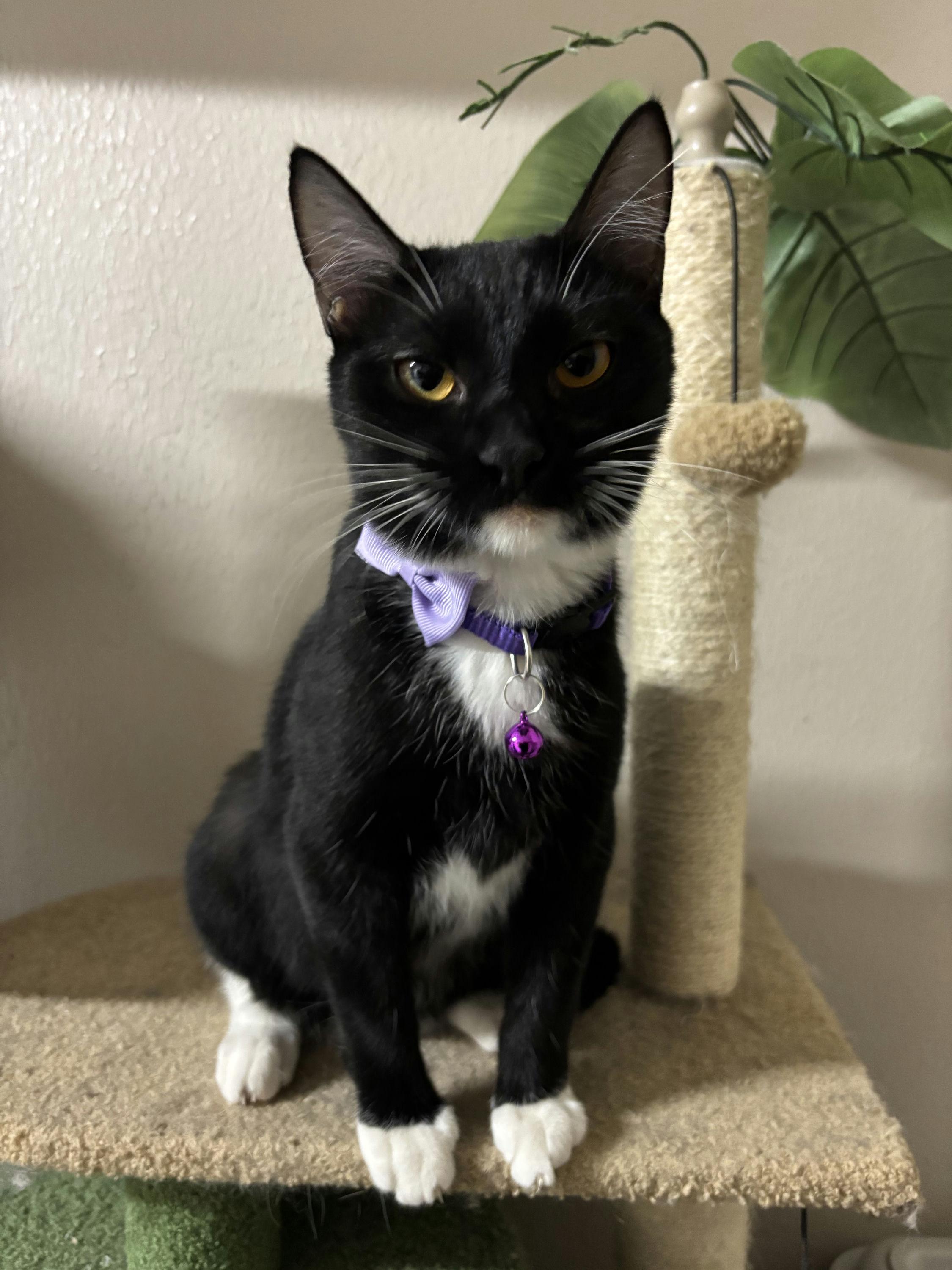 Enlarge Trixie, a ADOPTABLE Domestic Short Hair in Houston, TX image 4/5