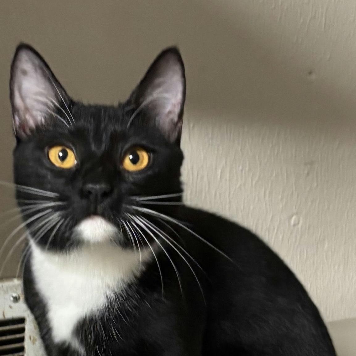 Enlarge Trixie, a ADOPTABLE Domestic Short Hair in Houston, TX image 1/5