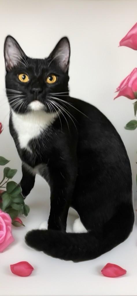 Enlarge Trixie, a ADOPTABLE Domestic Short Hair in Houston, TX image 5/5