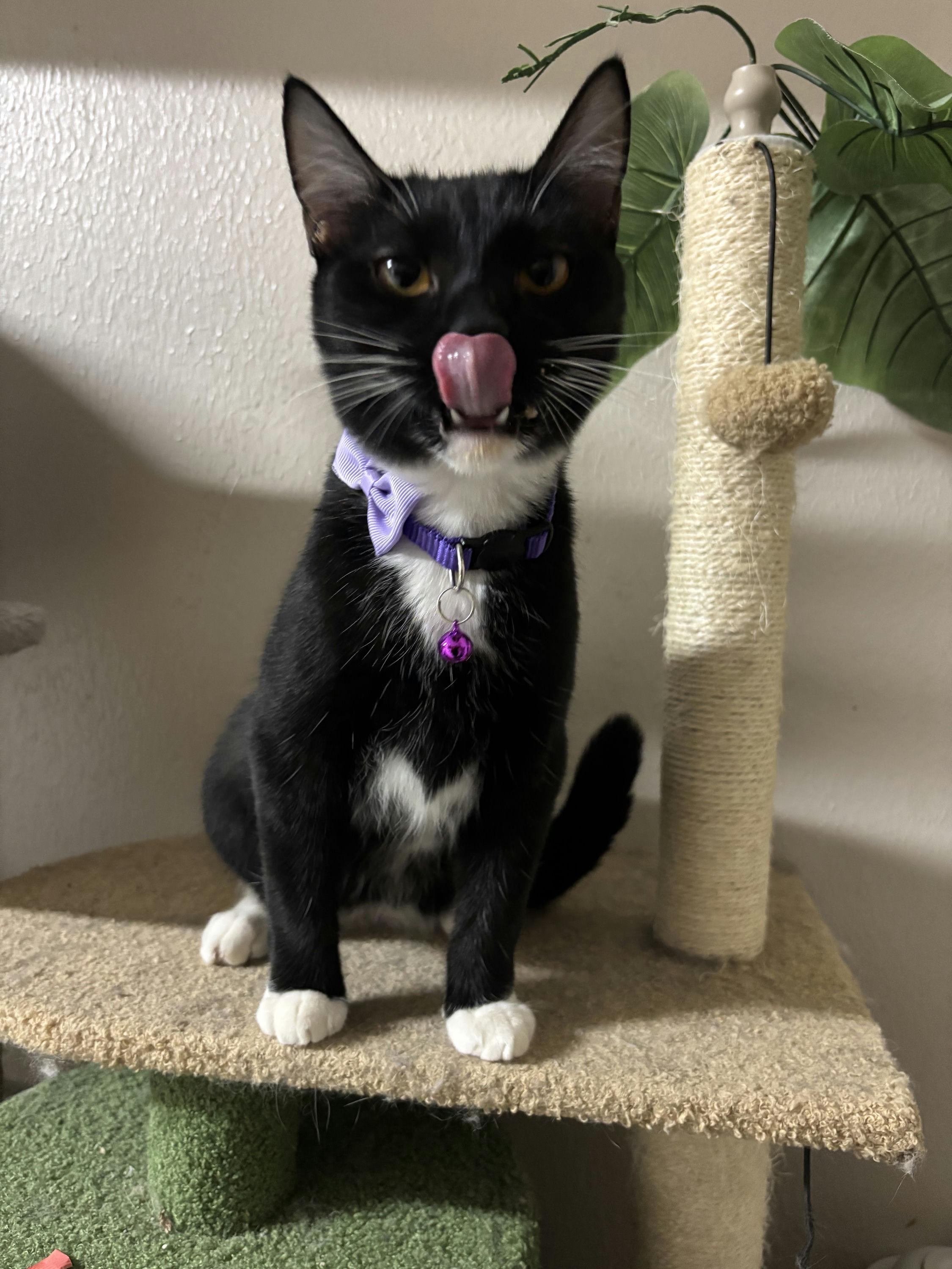 Enlarge Trixie, a ADOPTABLE Domestic Short Hair in Houston, TX image 3/5