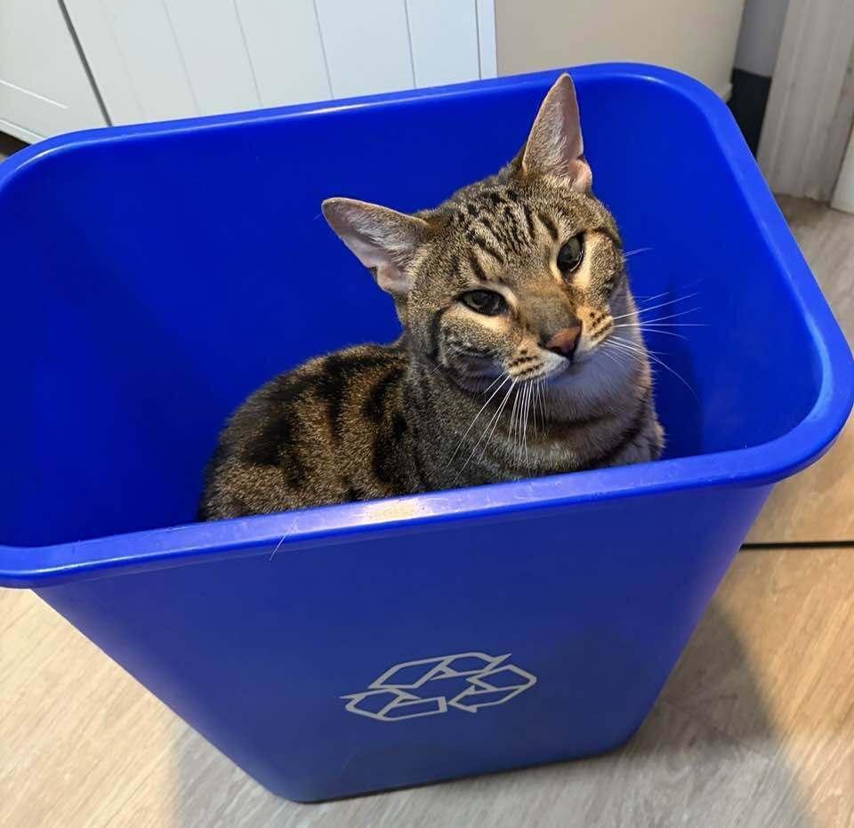 *Boomer, Adoptable, Adult Male Bengal.