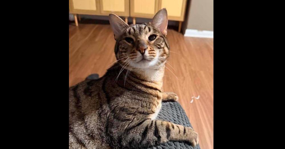 Enlarge *Boomer, a Adoptable Bengal in Hudson, NH image 2/4