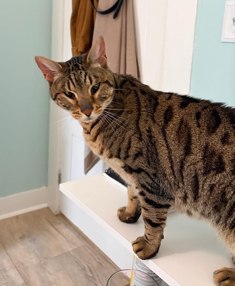 Enlarge *Boomer, a Adoptable Bengal in Hudson, NH image 3/4