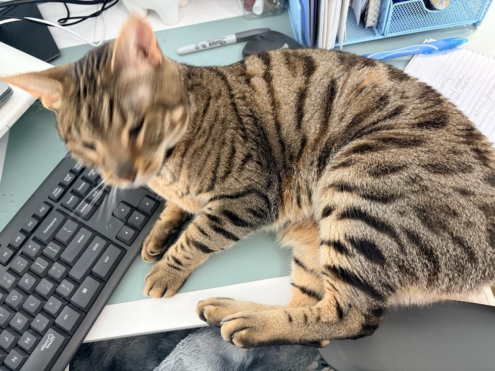 Enlarge *Boomer, a Adoptable Bengal in Hudson, NH image 4/4