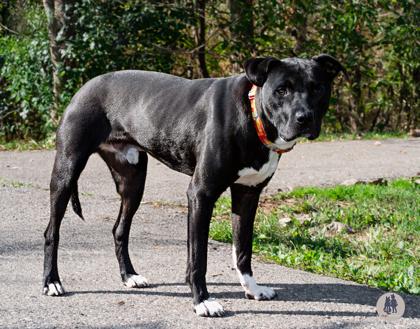 Lego Brick, Adoptable, Adult Male Labrador Retriever & Mixed Breed.