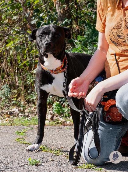 Enlarge Lego Brick, a Adoptable mixed breed in Ann Arbor, MI image 2/3