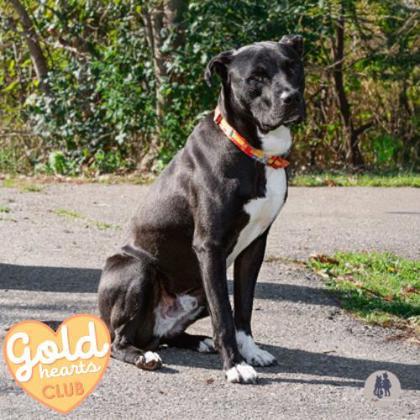 Enlarge Lego Brick, a Adoptable mixed breed in Ann Arbor, MI image 3/3