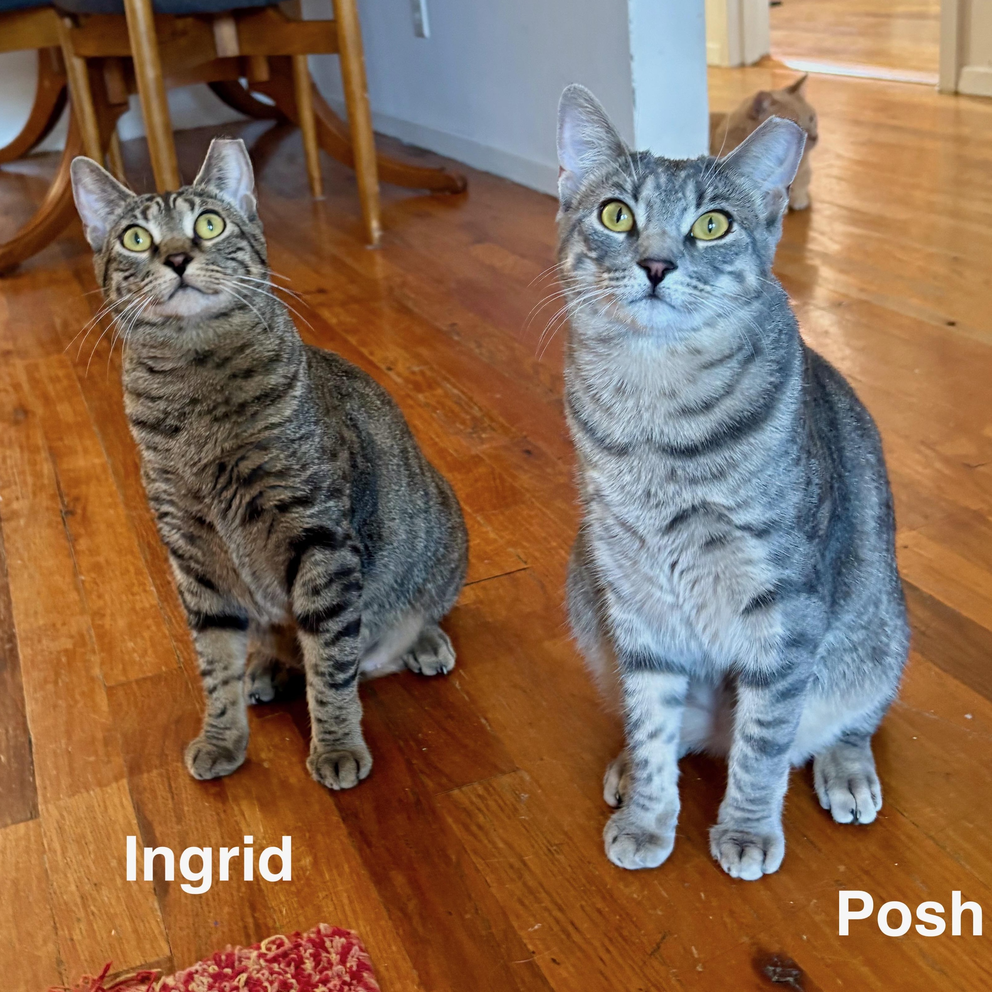 Enlarge Posh, a Adoptable Domestic Short Hair in Brooklyn , NY image 6/6