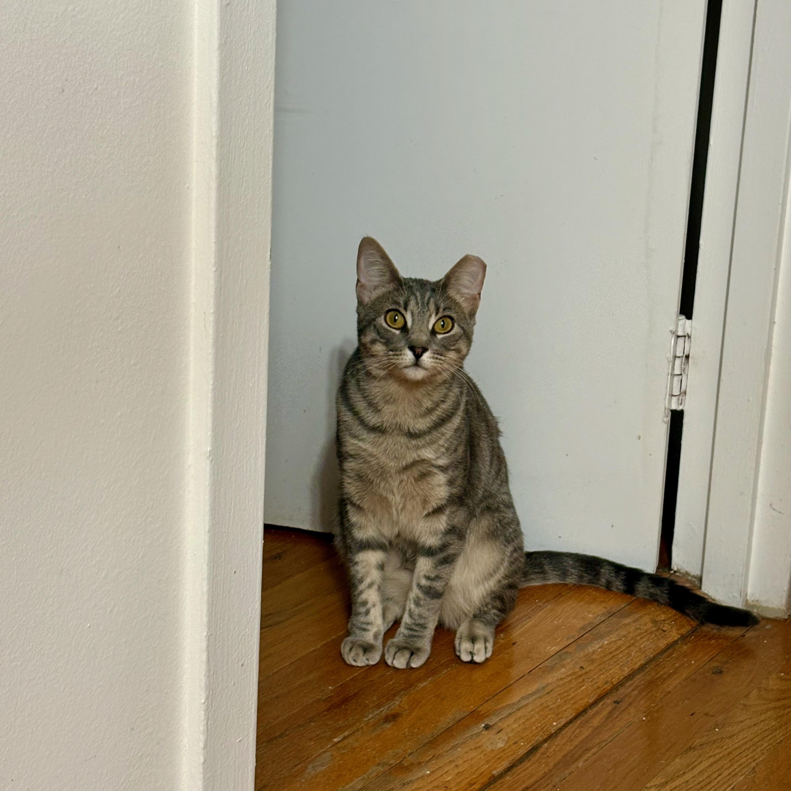 Enlarge Posh, a Adoptable Domestic Short Hair in Brooklyn , NY image 3/6