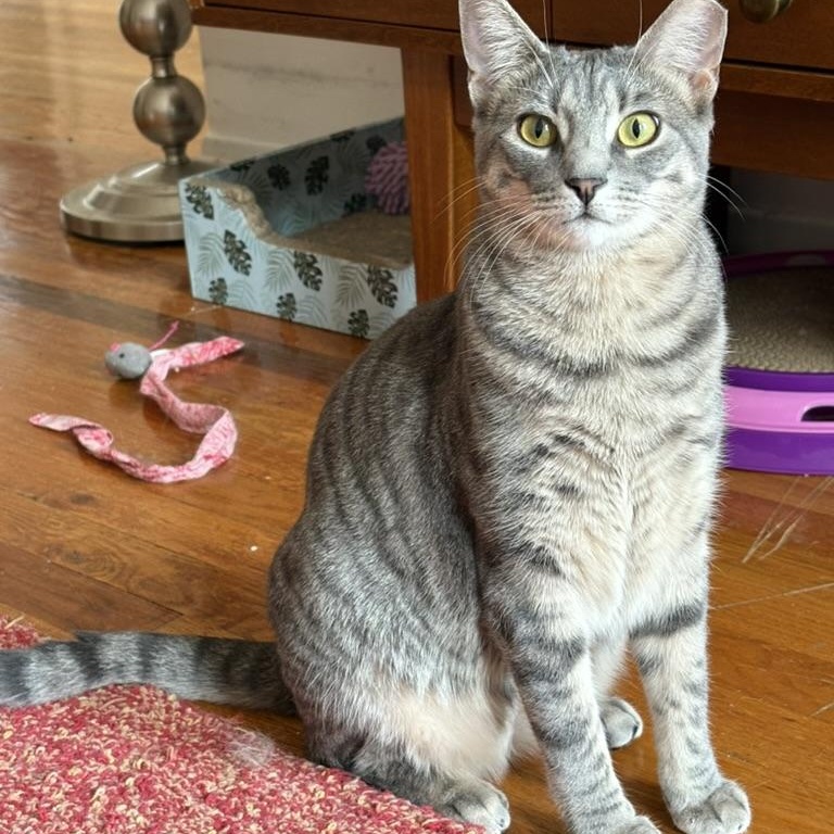 Enlarge Posh, a Adoptable Domestic Short Hair in Brooklyn , NY image 1/6