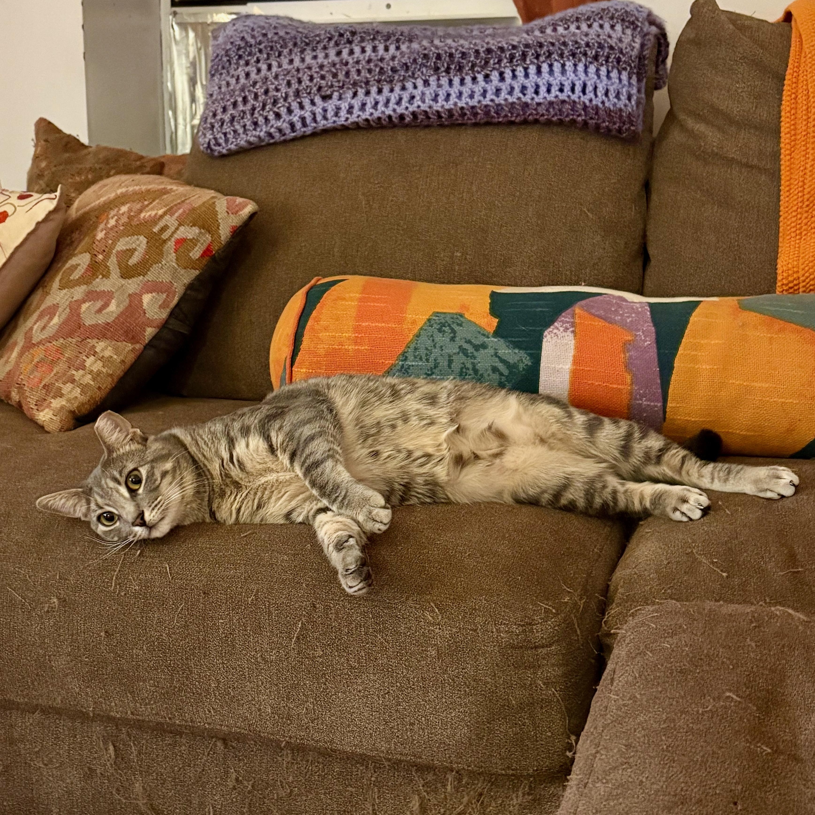 Enlarge Posh, a Adoptable Domestic Short Hair in Brooklyn , NY image 2/6