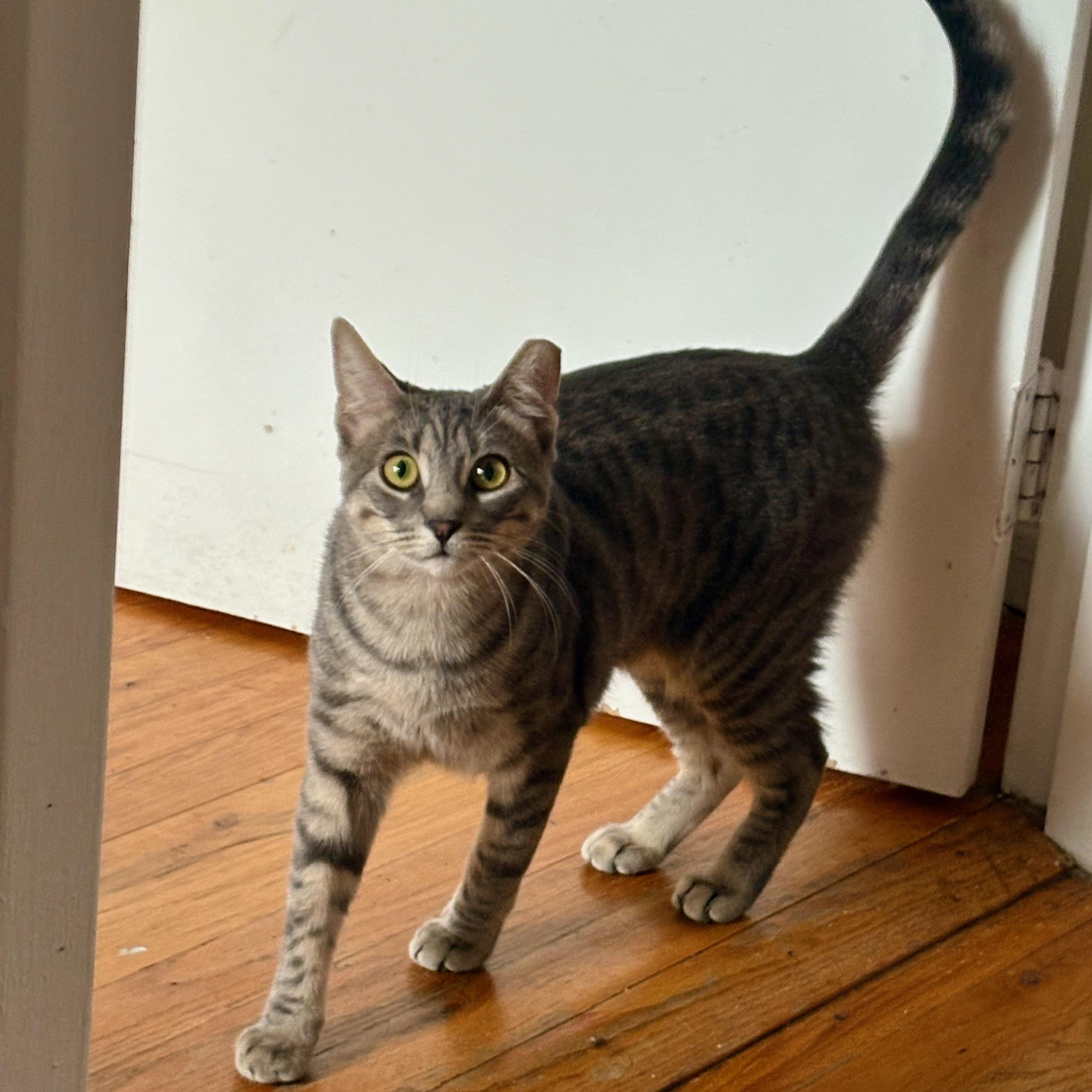 Enlarge Posh, a Adoptable Domestic Short Hair in Brooklyn , NY image 4/6