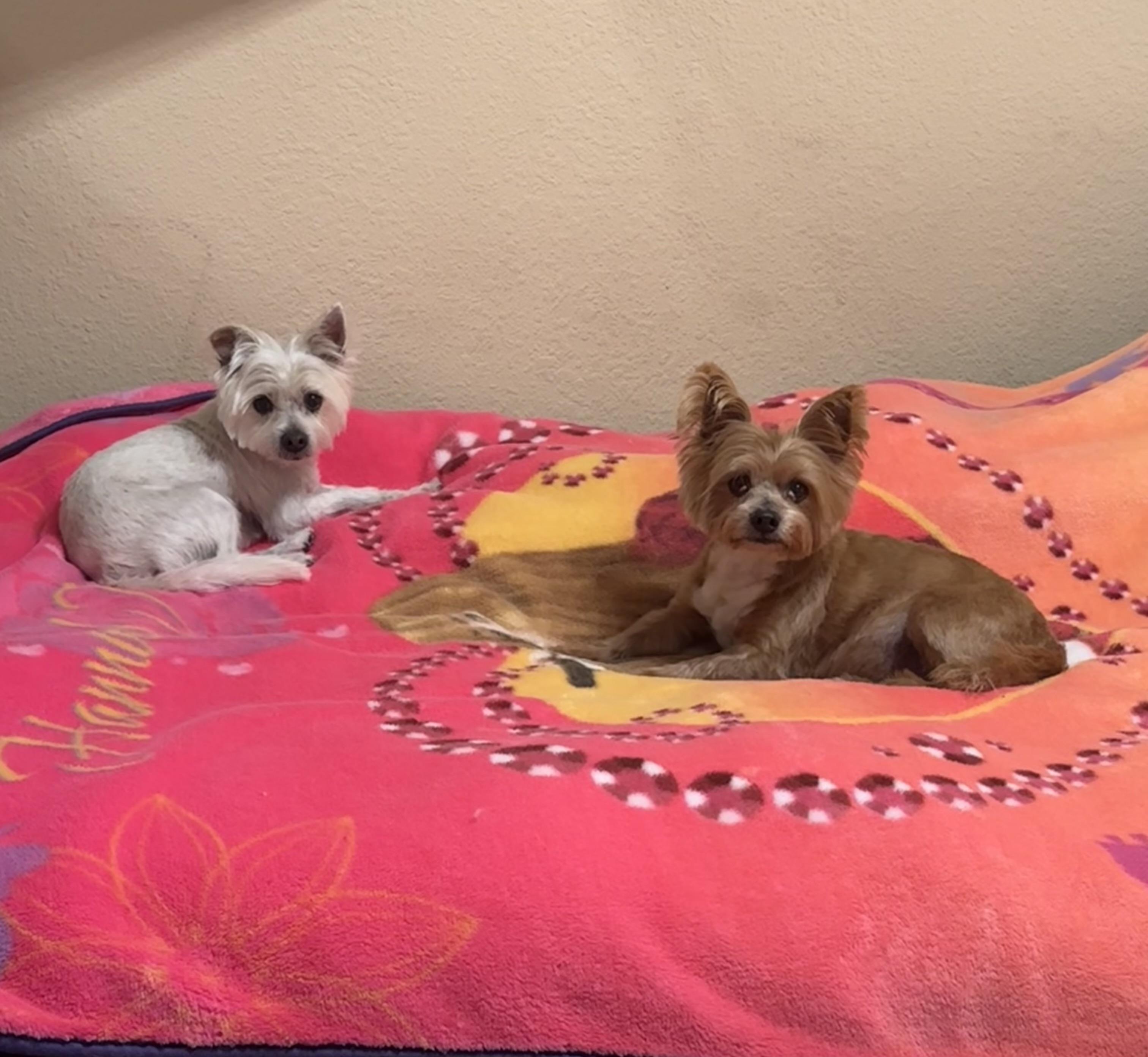 PETER and PARKER, ADOPTABLE, Senior Male Yorkshire Terrier & Tibetan Terrier.