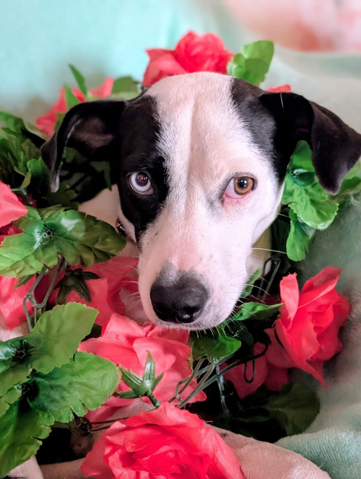 Enlarge Annie, a ADOPTABLE mixed breed in Mississauga, ON image 5/6