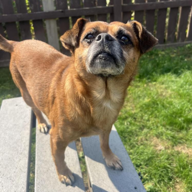 Jack, adopted, Adult Male Chihuahua & Pug.