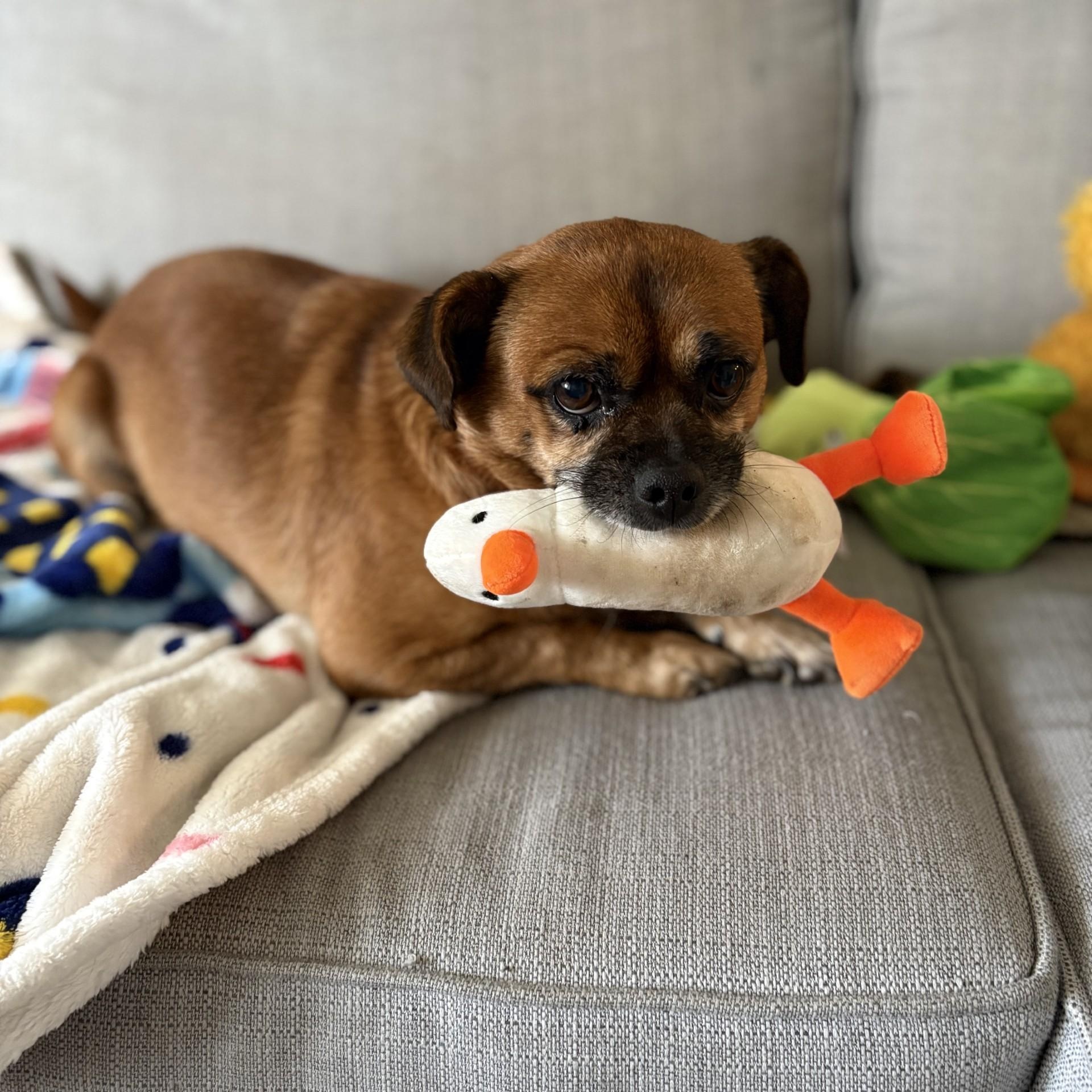 Jack, a Adoptable mixed breed in South Charleston, OH image 3/5