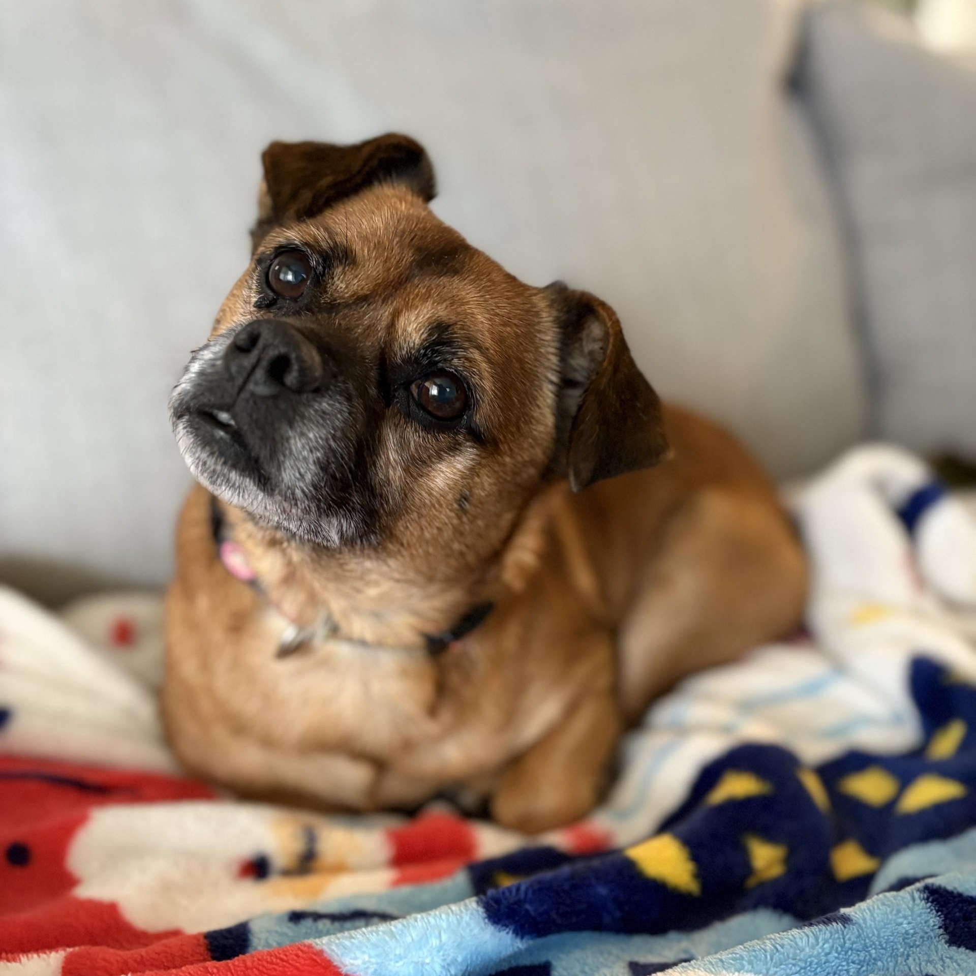 Jack, a Adoptable mixed breed in South Charleston, OH image 5/5