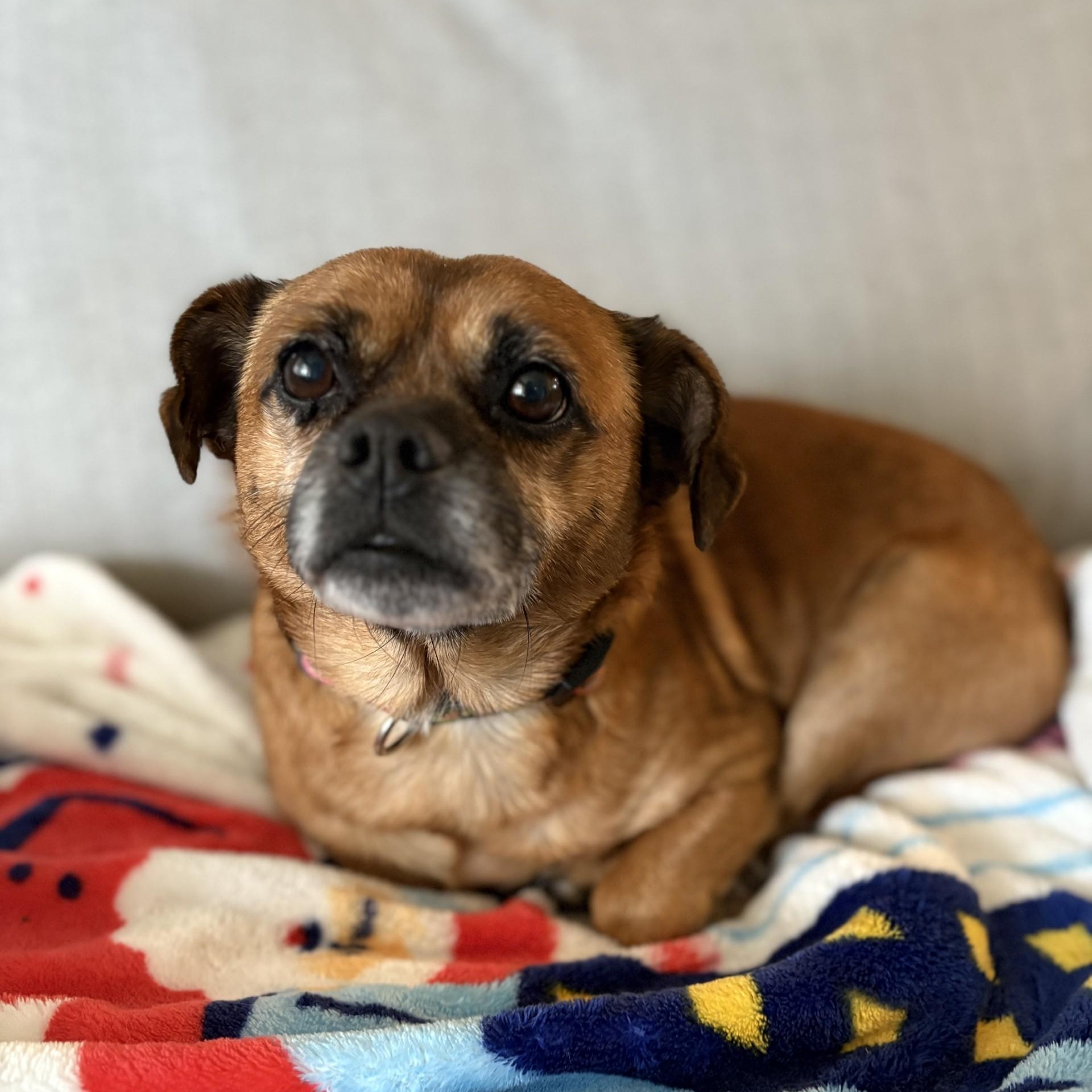 Jack, Adoptable, Adult Male Chihuahua & Pug.