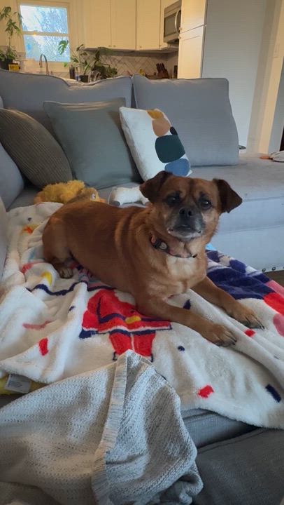 Enlarge Jack, a Adoptable mixed breed in South Charleston, OH video 2/5