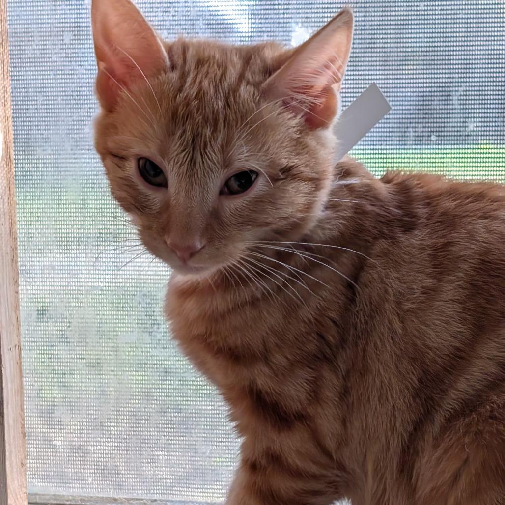 Timmy Tartare, Adoptable, Kitten Male Domestic Short Hair.