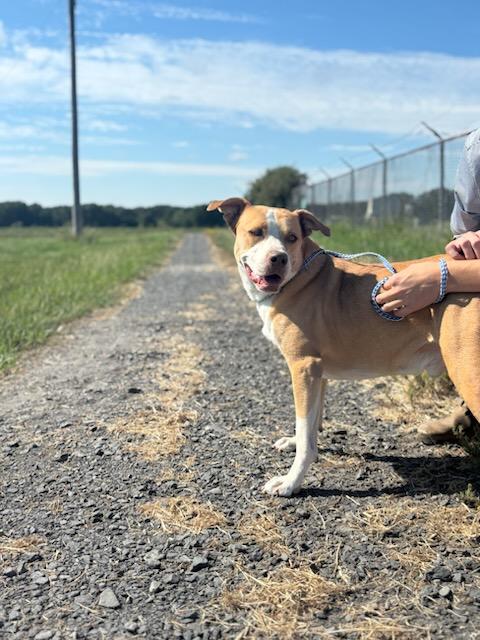 Enlarge Trouble, a ADOPTABLE mixed breed in Des Arc, AR image 1/2