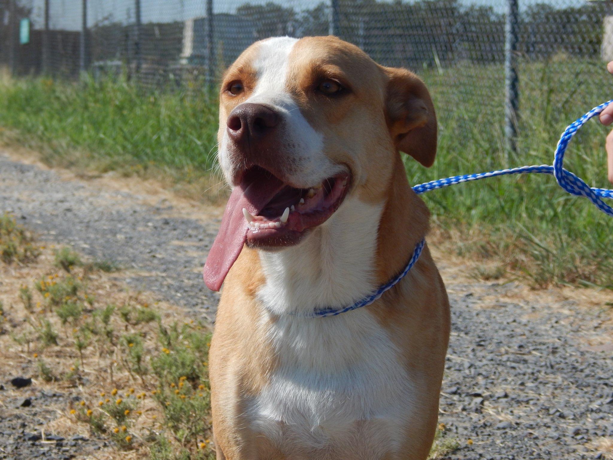 Enlarge Trouble, a ADOPTABLE mixed breed in Des Arc, AR image 2/2