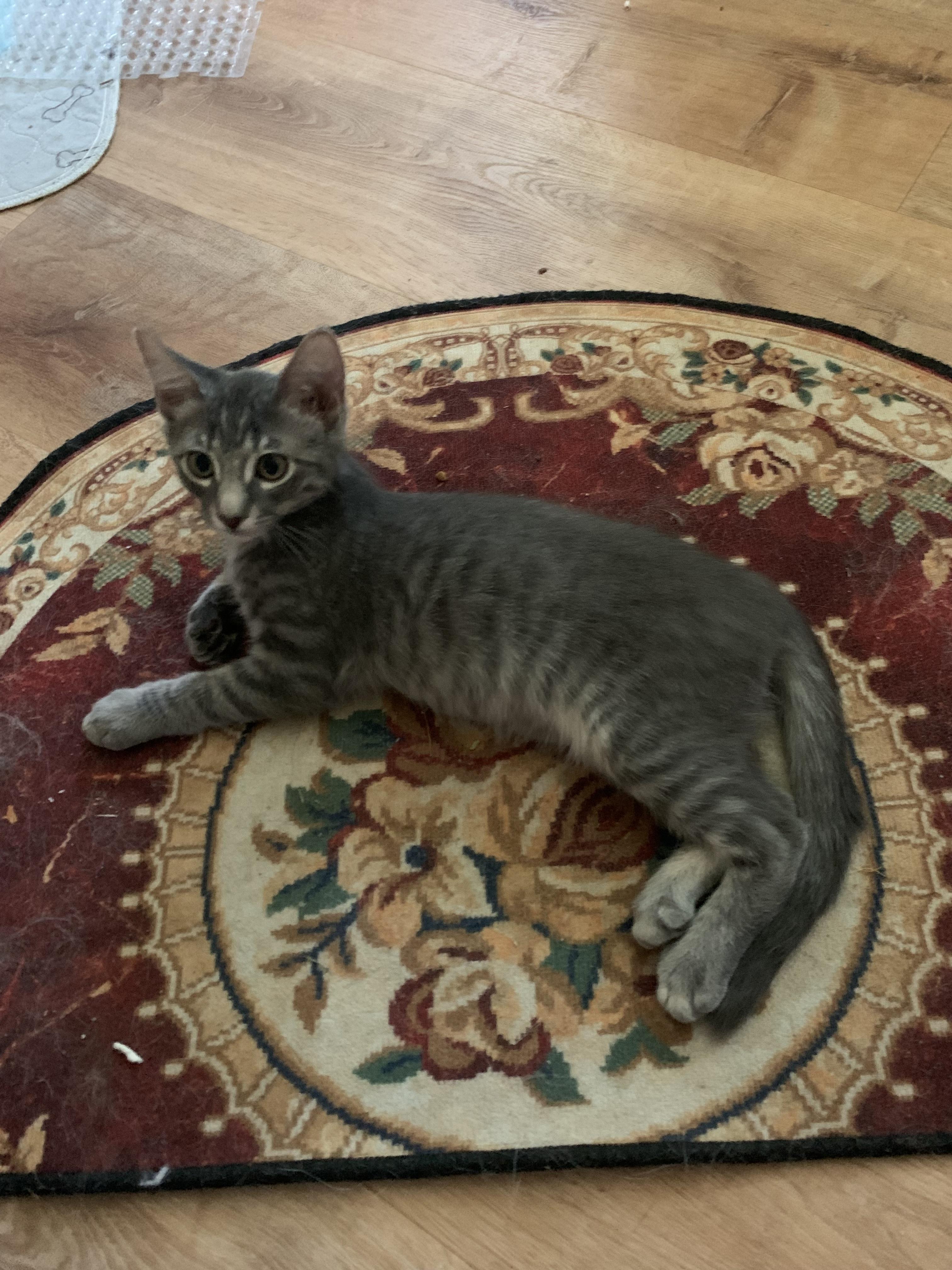 Hamlet, Adoptable, Kitten Male Domestic Medium Hair.