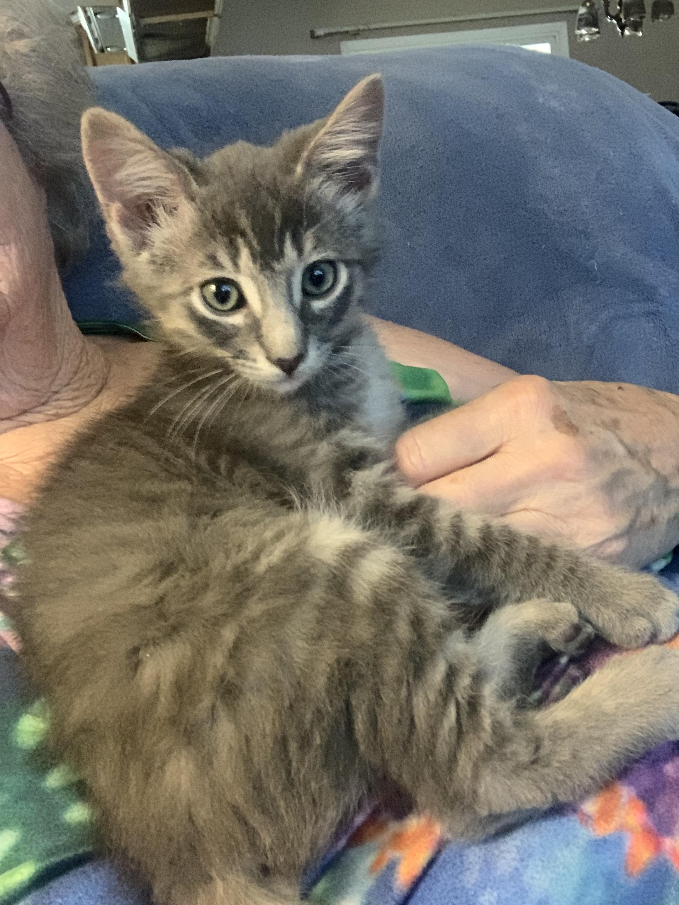 Hamlet, a Adoptable Domestic Medium Hair in Rio Linda, CA image 2/4
