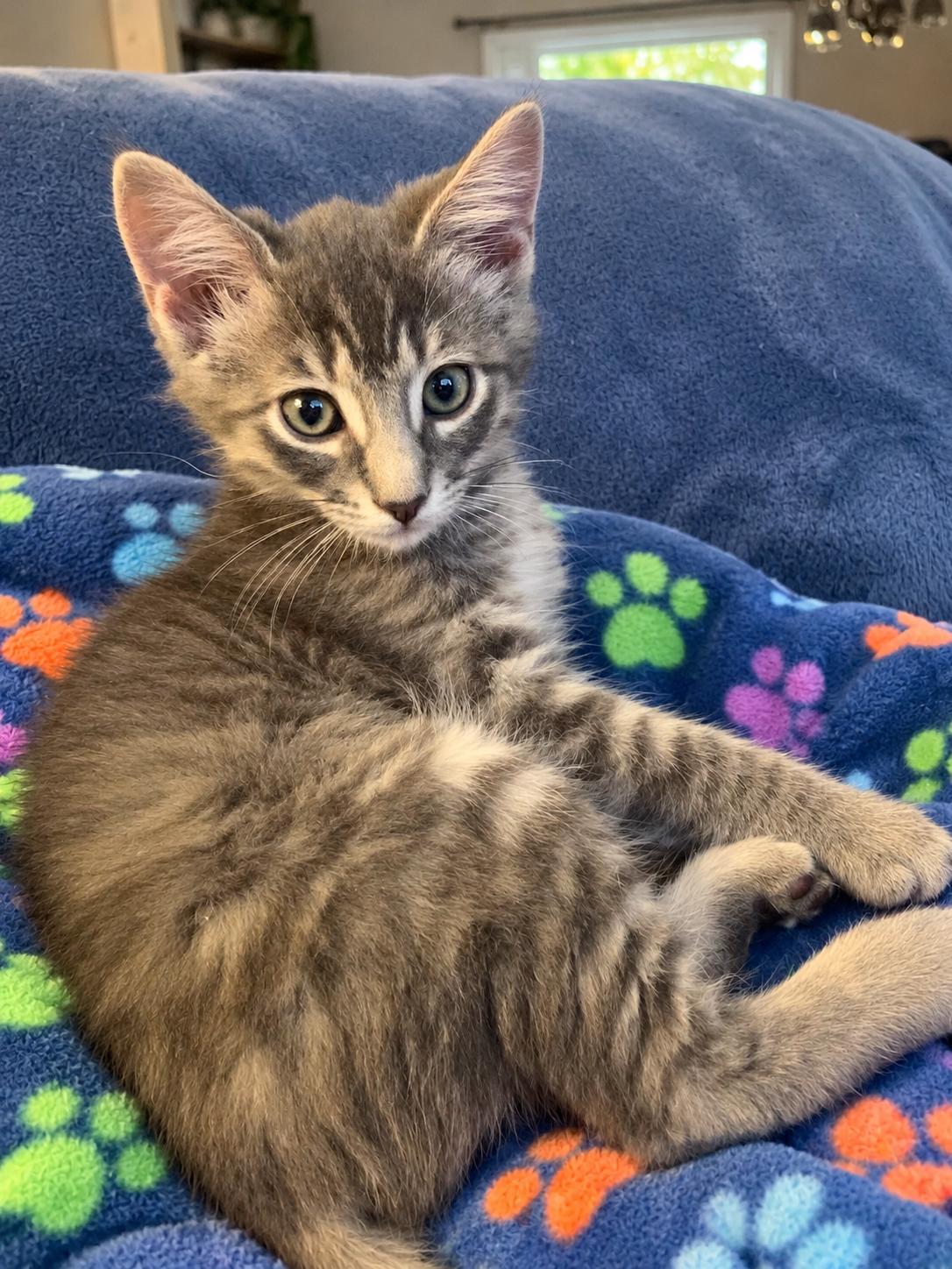 Enlarge Hamlet, a Adoptable Domestic Medium Hair in Rio Linda, CA image 2/4