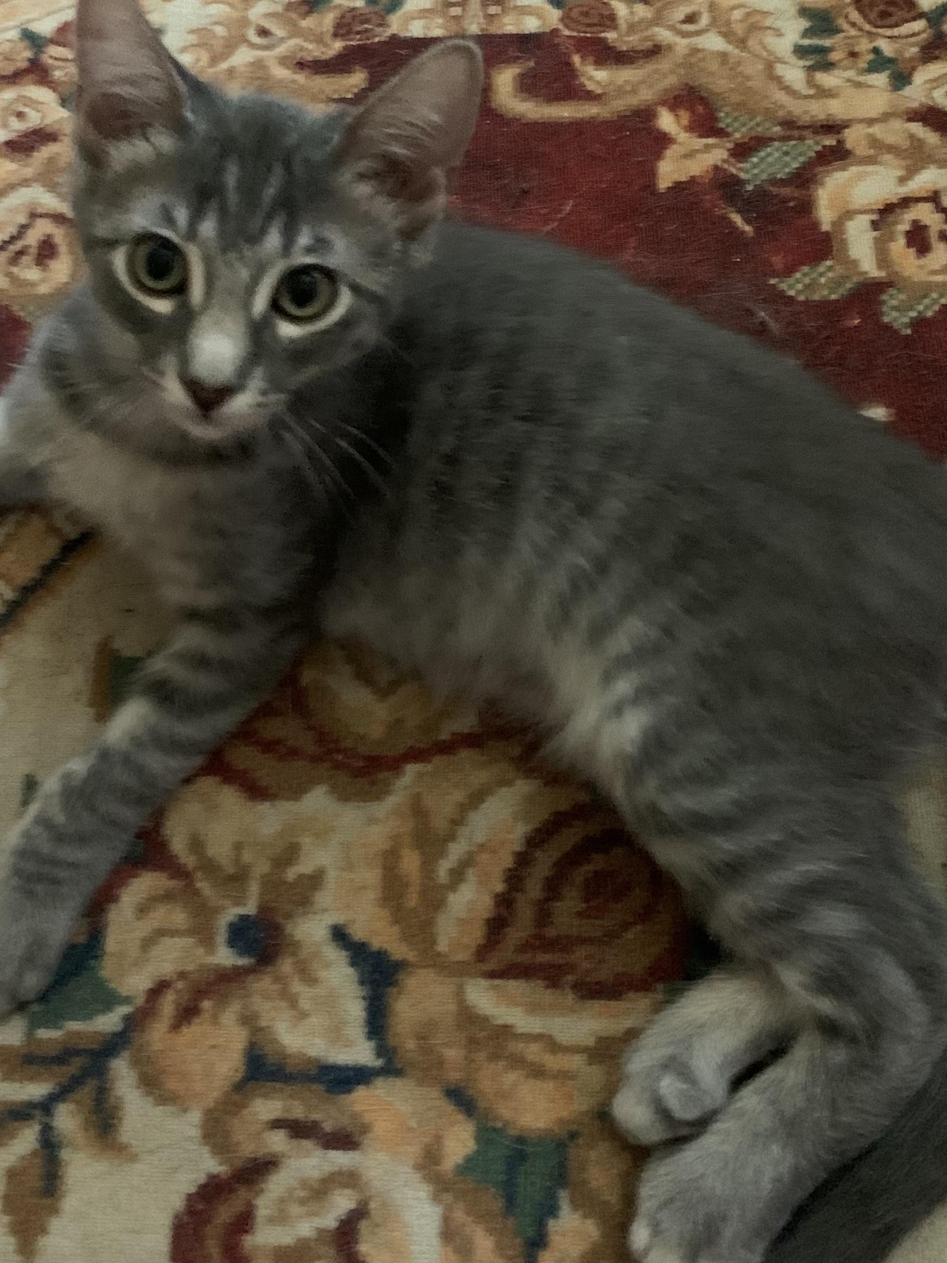 Hamlet, a Adoptable Domestic Medium Hair in Rio Linda, CA image 3/4