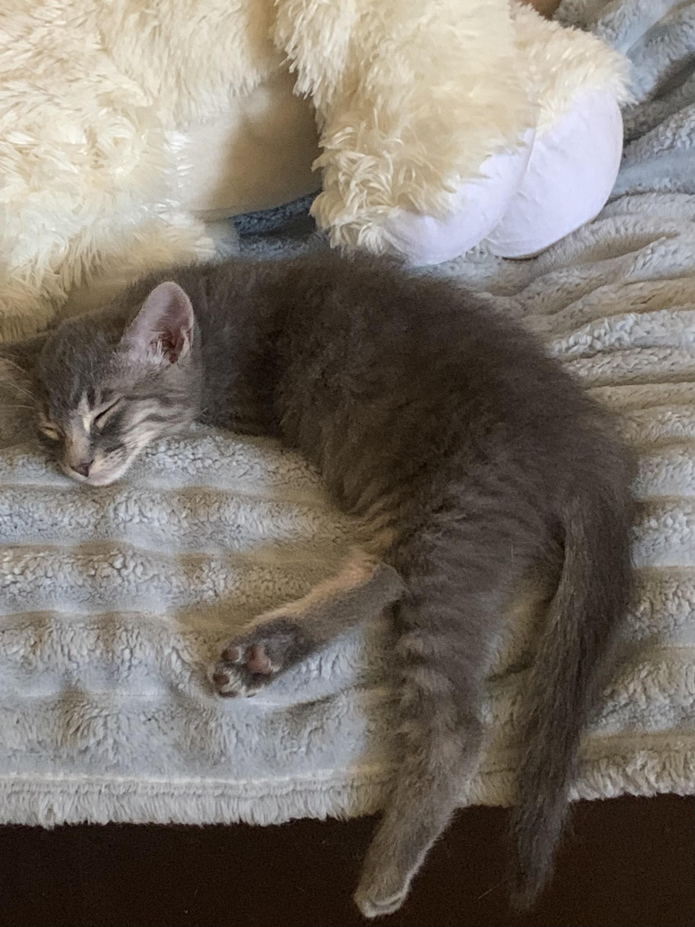 Hamlet, a Adoptable Domestic Medium Hair in Rio Linda, CA image 4/4