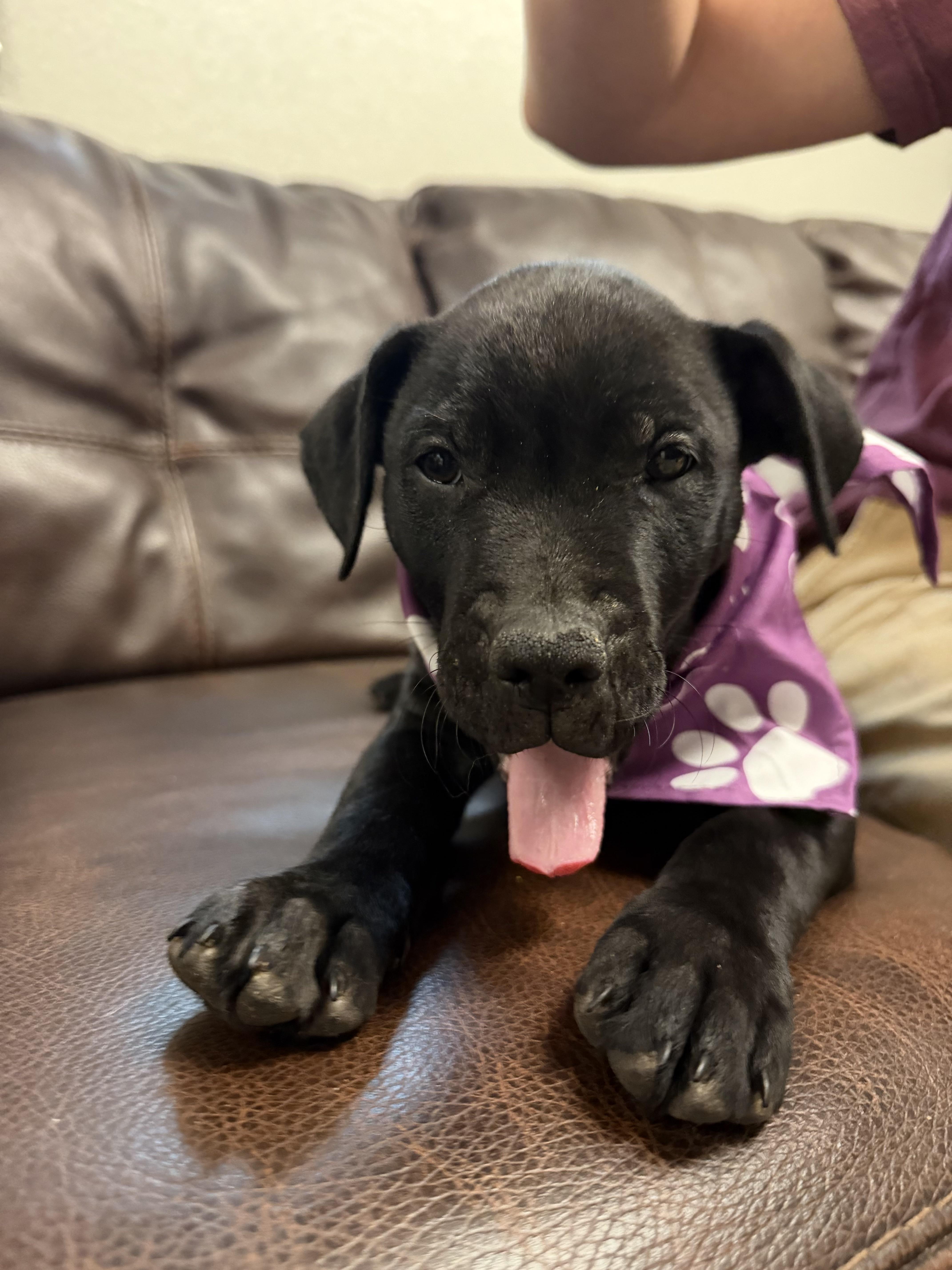 Enlarge Delilah, a Adoptable mixed breed in Buena Vista, CO image 2/3