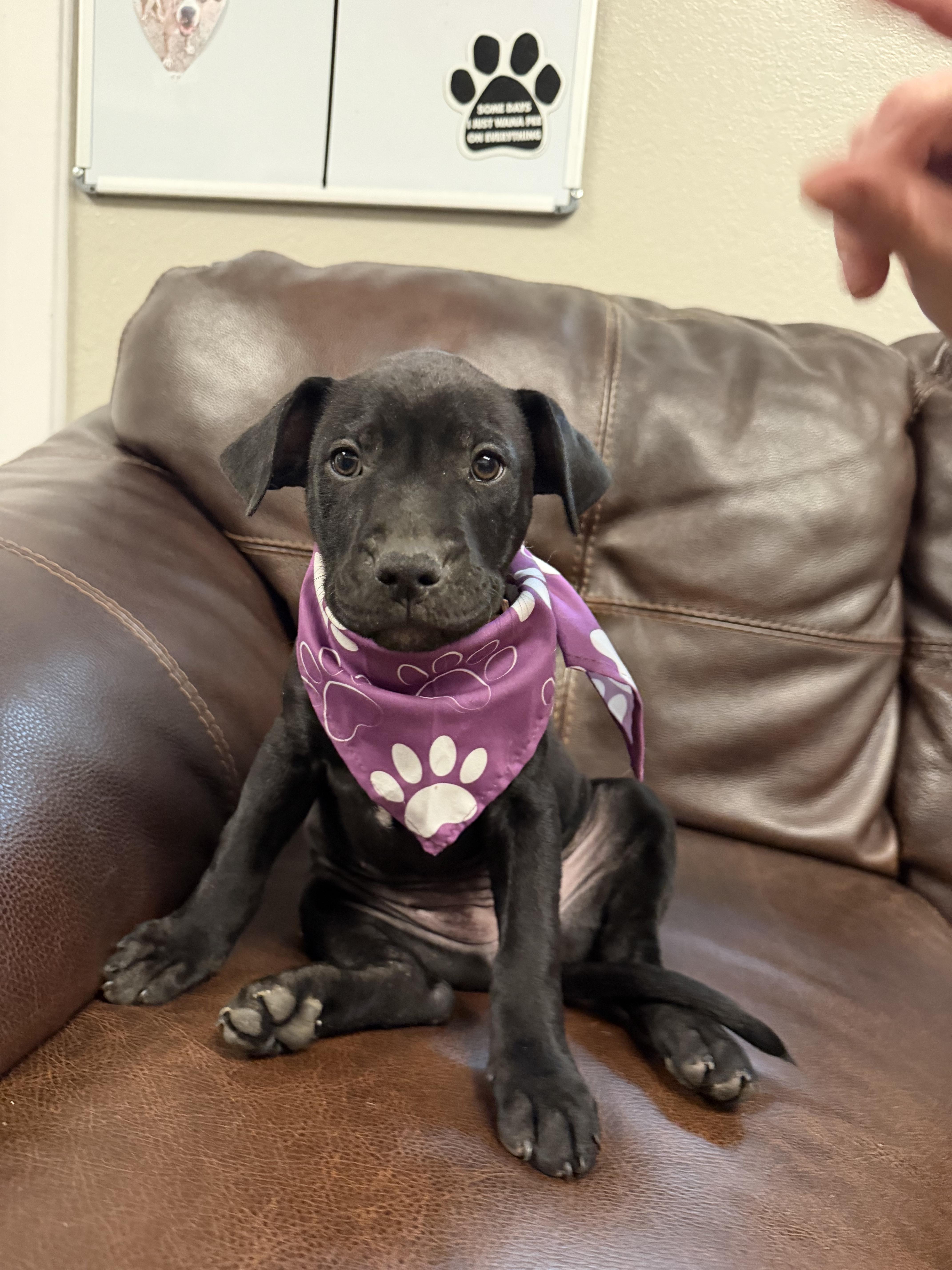 Enlarge Delilah, a Adoptable mixed breed in Buena Vista, CO image 3/3