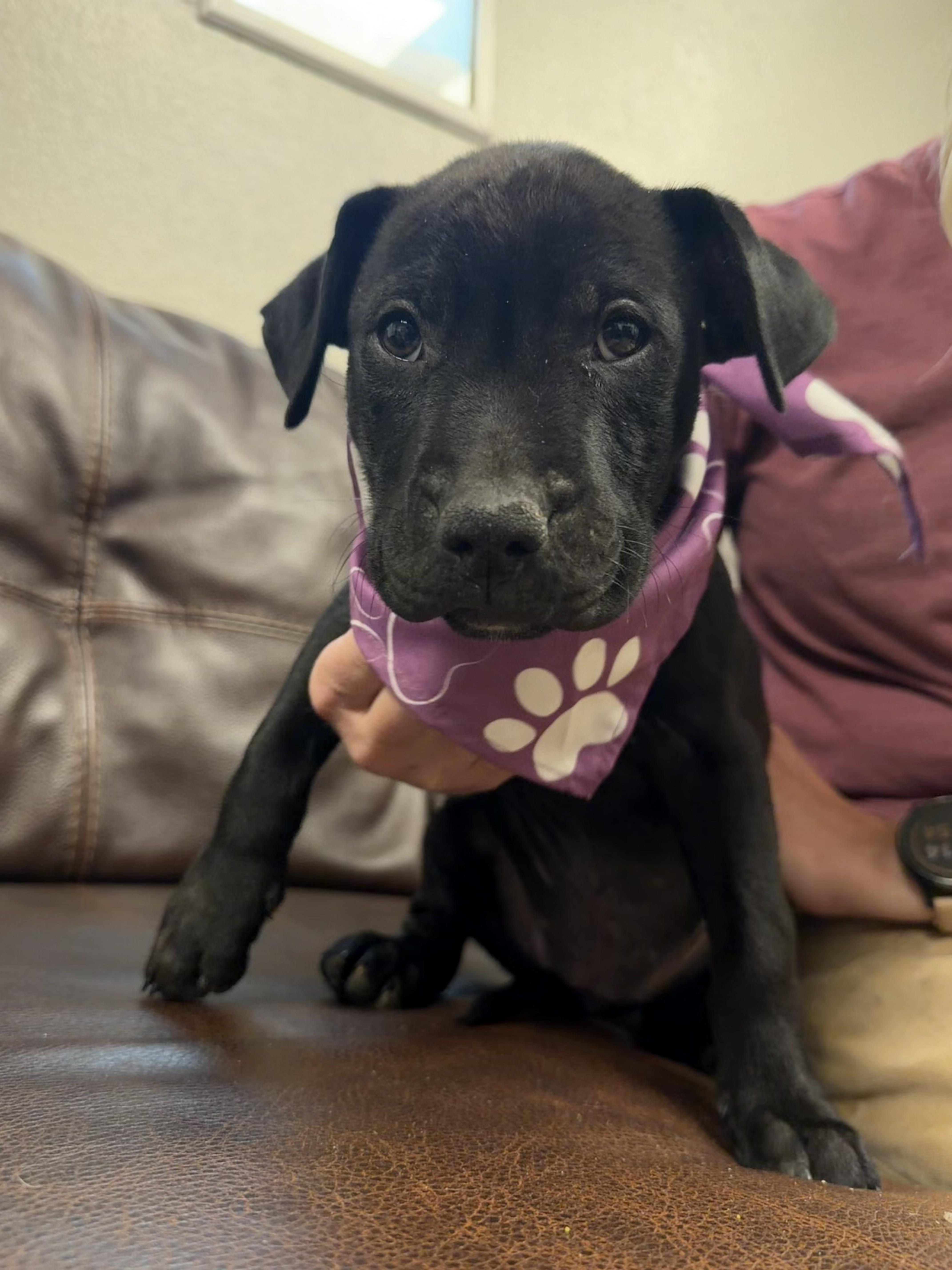 Enlarge Delilah, a Adoptable mixed breed in Buena Vista, CO image 1/3