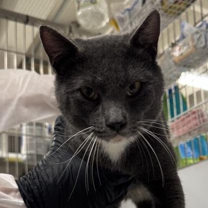 Enlarge Beastman, a Adoptable Domestic Short Hair in Hampton Bays, NY image 1/1