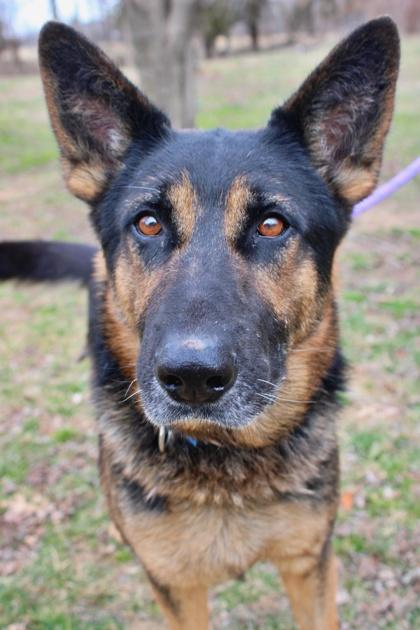 Paulie, Adoptable, Adult Male German Shepherd Dog & Mixed Breed.