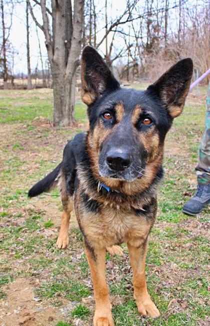 Paulie, a Adoptable mixed breed in Morton Grove, IL image 1/2