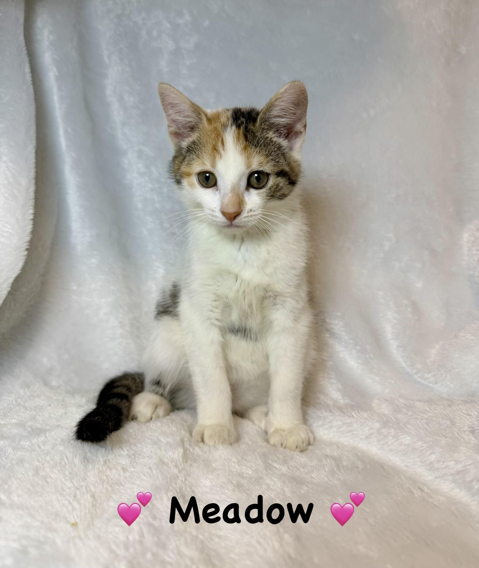 Enlarge Meadow, a ADOPTABLE Calico in Copley, OH image 2/2