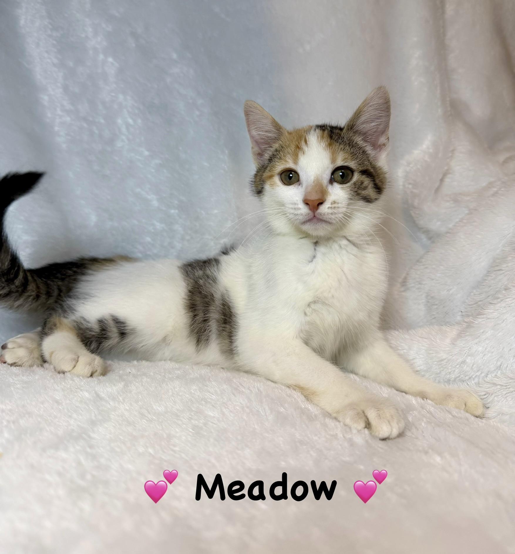 Meadow, ADOPTABLE, Kitten Female Calico.
