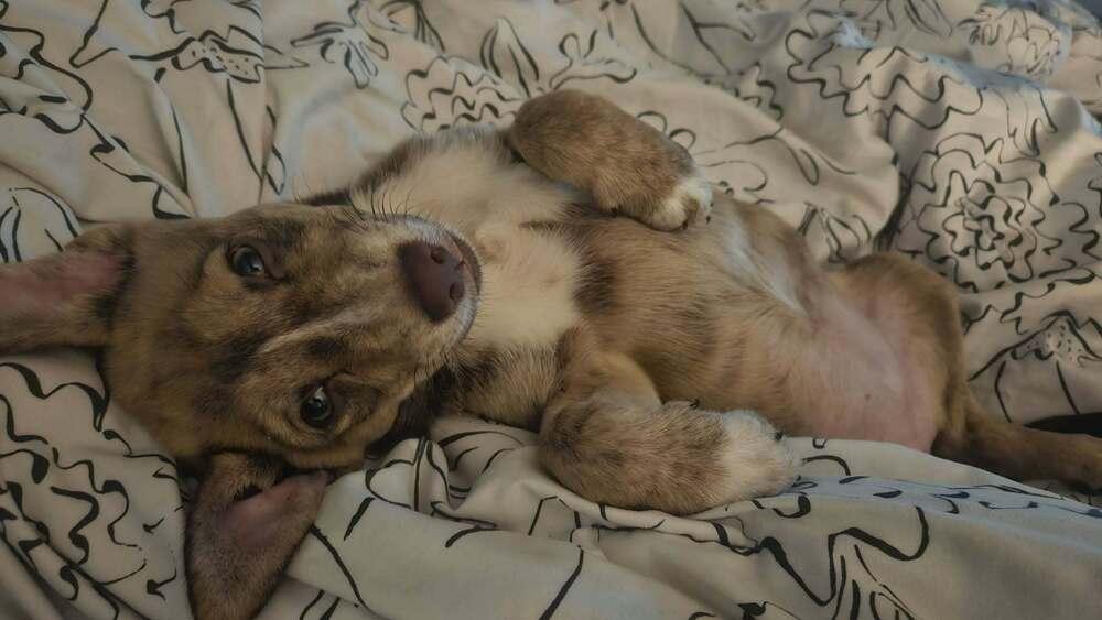 Enlarge Tillie, a Adoptable mixed breed in Amherst, NY image 1/6