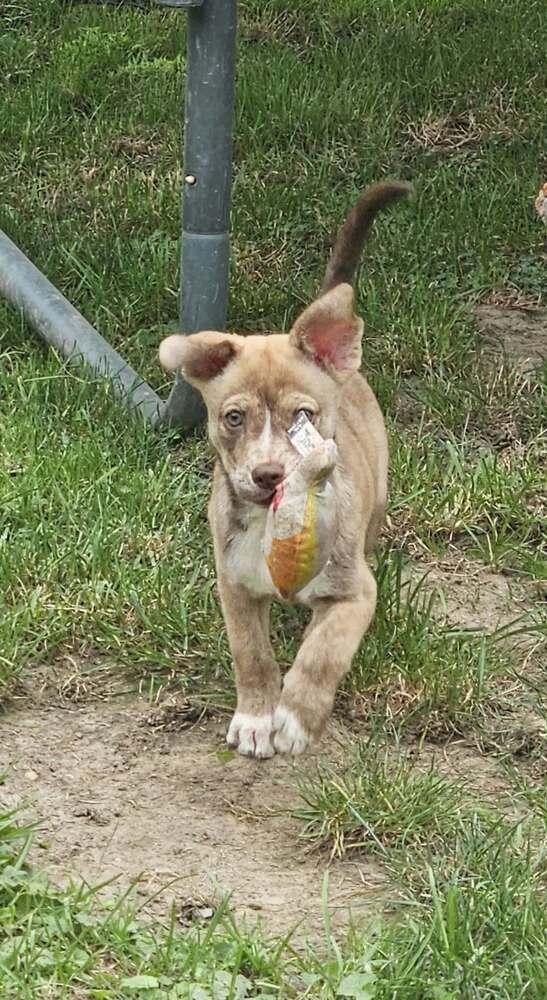 Enlarge Tillie, a Adoptable mixed breed in Amherst, NY image 2/6