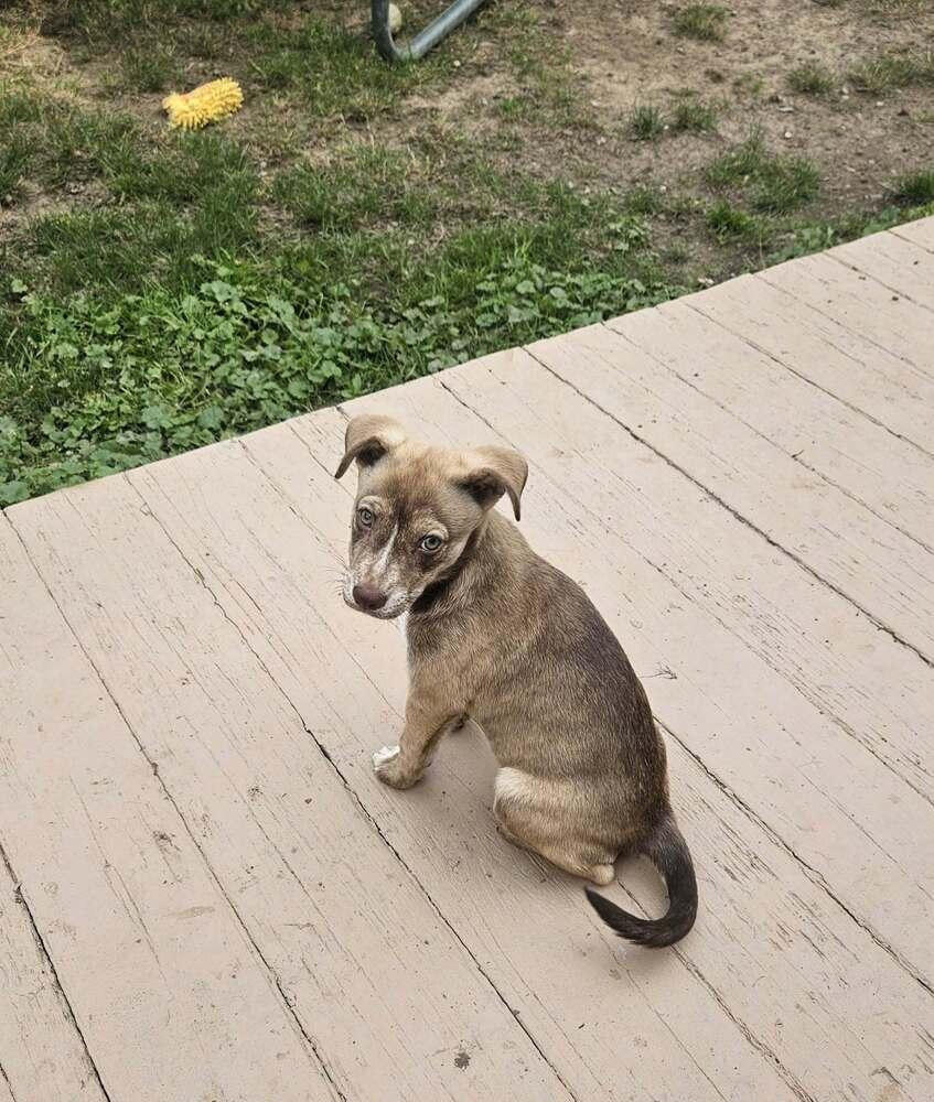 Enlarge Tillie, a Adoptable mixed breed in Amherst, NY image 3/6