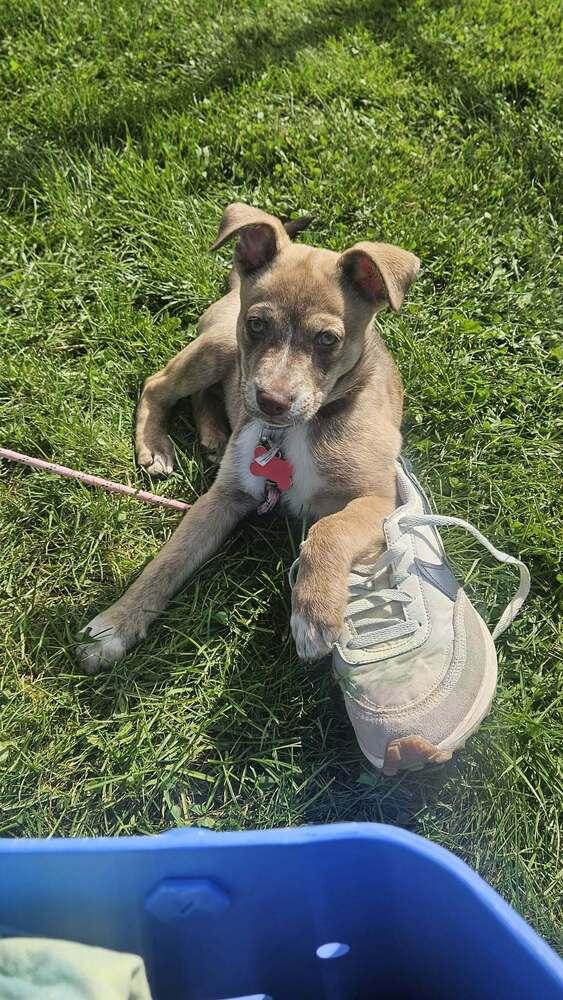 Enlarge Tillie, a Adoptable mixed breed in Amherst, NY image 5/6