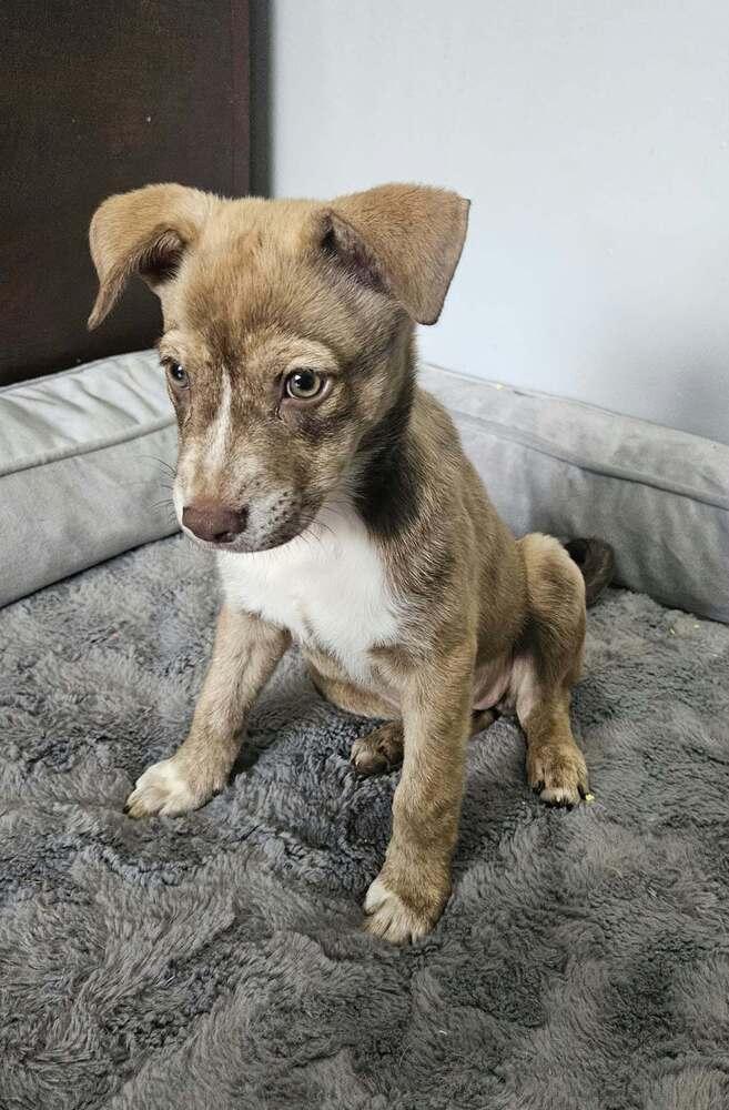 Enlarge Tillie, a Adoptable mixed breed in Amherst, NY image 6/6
