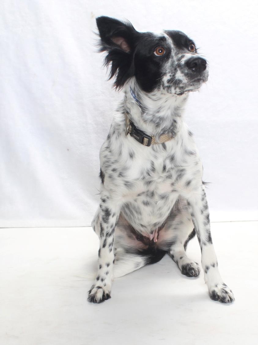 HARRIETT, Adoptable, Young Female Australian Cattle Dog / Blue Heeler.