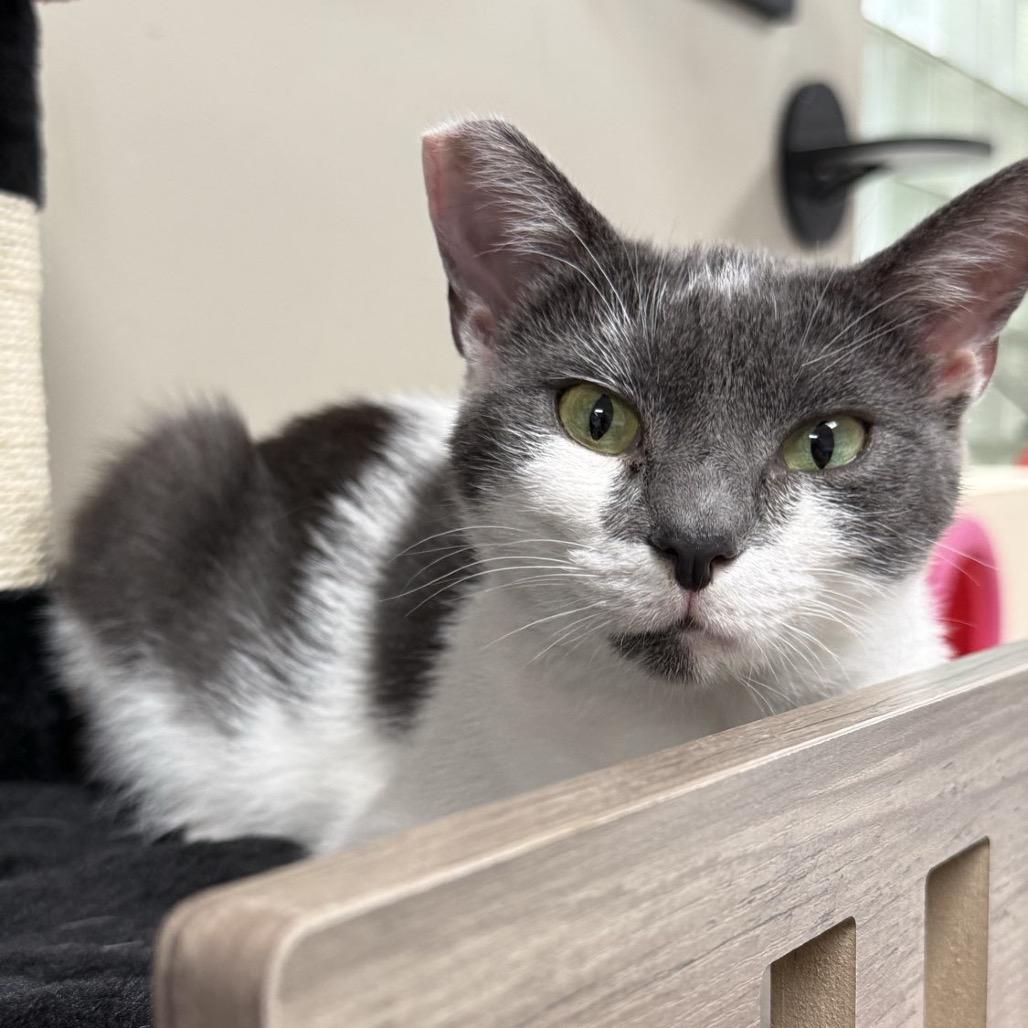 Enlarge Julie, a ADOPTABLE Domestic Short Hair in Bridgeville, PA image 1/1