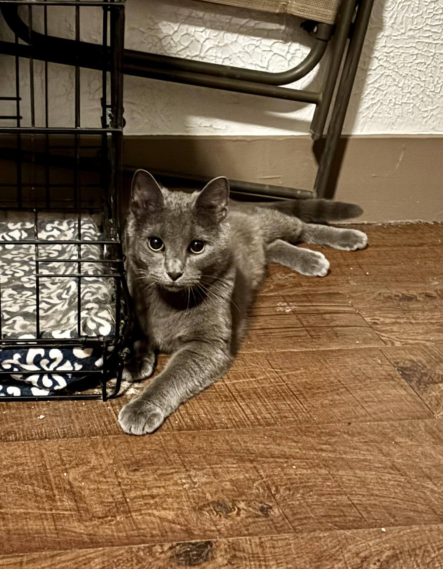 Rock, adopted, Young Male Domestic Short Hair & Russian Blue.
