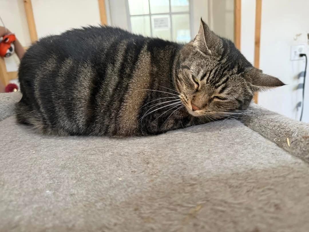 Enlarge TIGER LILY, a Adoptable Domestic Short Hair in Millerstown, PA image 5/6