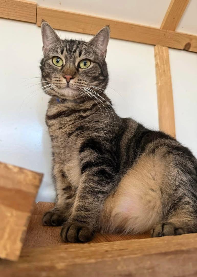 Enlarge TIGER LILY, a Adoptable Domestic Short Hair in Millerstown, PA image 6/6